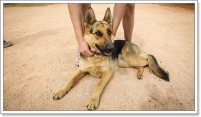 Dogilike.com ::  ตร. แดนจิ้งโจ้พบสุนัขอยู่กับเด็ก หลังหายตัวนาน 14 ชม.