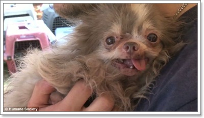 Dogilike.com ::  ͧҼʹԵҡçҹԵ١عѢ!!
