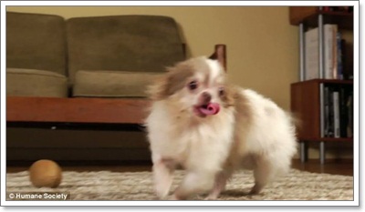 Dogilike.com ::  ͧҼʹԵҡçҹԵ١عѢ!!