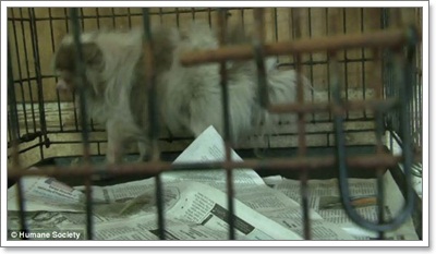 Dogilike.com ::  ͧҼʹԵҡçҹԵ١عѢ!!