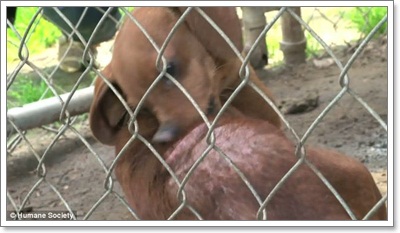 Dogilike.com ::  ͧҼʹԵҡçҹԵ١عѢ!!