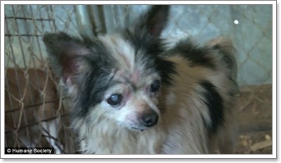 Dogilike.com ::  ͧҼʹԵҡçҹԵ١عѢ!!