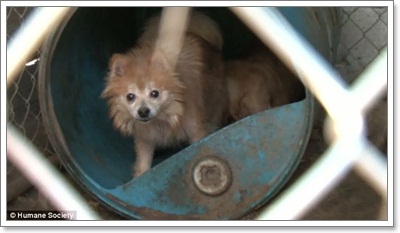 Dogilike.com ::  ͧҼʹԵҡçҹԵ١عѢ!!