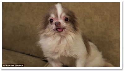 Dogilike.com ::  ͧҼʹԵҡçҹԵ١عѢ!!