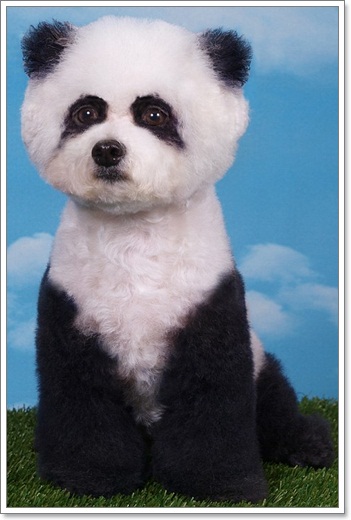 Dogilike.com :: СѹԵ! عѢٻѵ