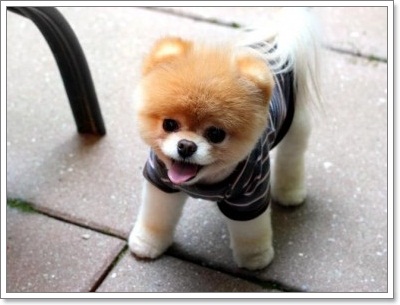 Dogilike.com ::   ѧᵡҢͧӧҹʺꤻ蹡!!