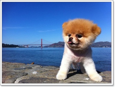 Dogilike.com ::   ѧᵡҢͧӧҹʺꤻ蹡!!