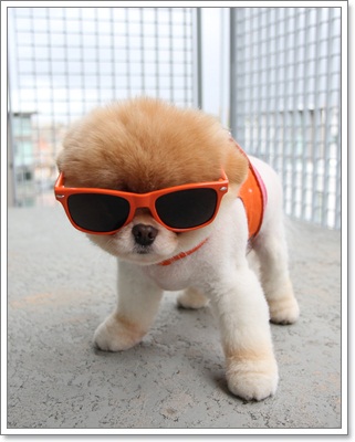 Dogilike.com ::   ѧᵡҢͧӧҹʺꤻ蹡!!