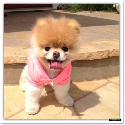 Dogilike.com ::   ѧᵡҢͧӧҹʺꤻ蹡!!