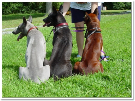Dogilike.com :: ѧҹ شʹعѢ¾ѹҡԴѹѺš