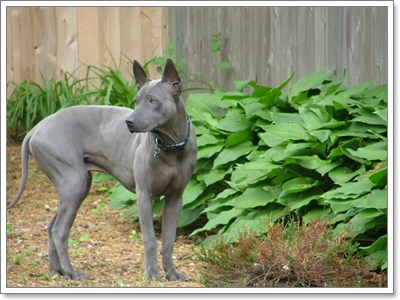 Dogilike.com :: ѧҹ شʹعѢ¾ѹҡԴѹѺš