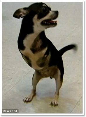 Dogilike.com :: ͻ   2 ͧҢҾԡ