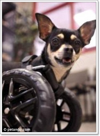 Dogilike.com :: ͻ   2 ͧҢҾԡ