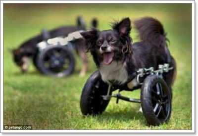 Dogilike.com :: ͻ   2 ͧҢҾԡ