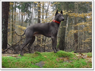 Dogilike.com :: ѧҹ شʹعѢ¾ѹҡԴѹѺš