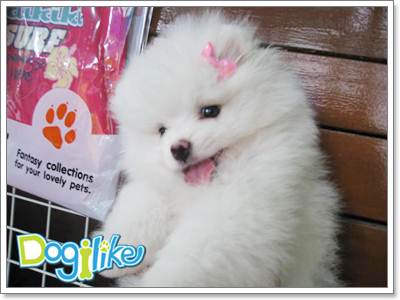 Dogilike.com ::  ͧ ^_^