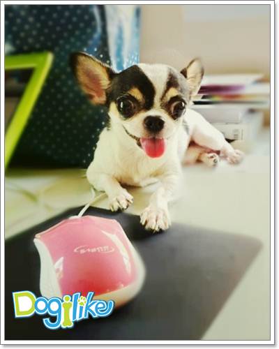 Dogilike.com ::  ͧ ^_^