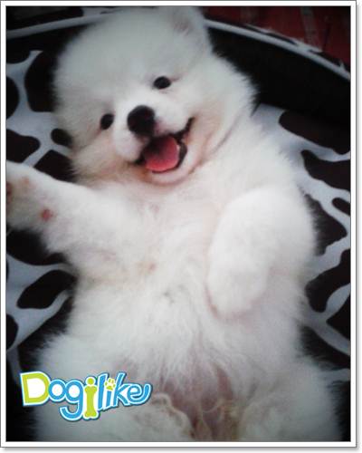 Dogilike.com ::  ͧ ^_^
