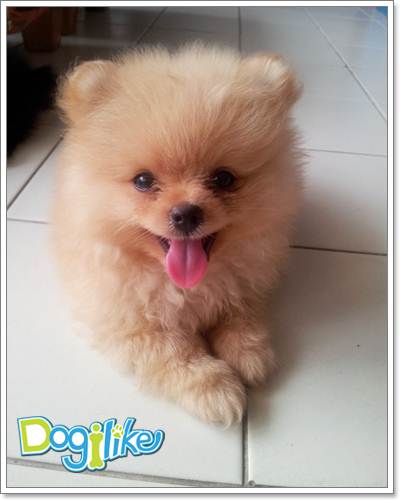 Dogilike.com ::  ͧ ^_^