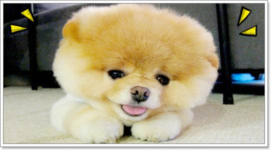 Dogilike.com ::  ͧ ^_^