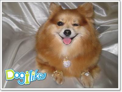 Dogilike.com ::  ͧ ^_^