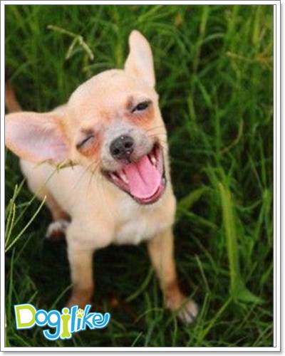 Dogilike.com ::  ͧ ^_^