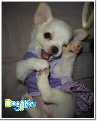 Dogilike.com ::  ͧ ^_^