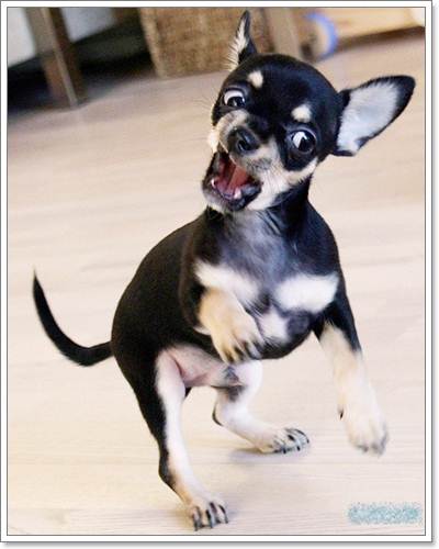 Dogilike.com :: ͧ˹˴ !!!