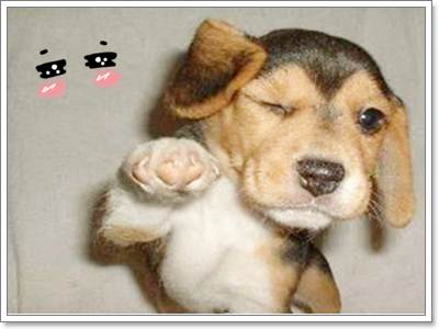 Dogilike.com ::  ͧ ^_^