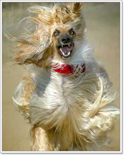 Dogilike.com :: ͧ˹˴ !!!