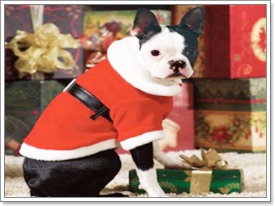 Dogilike.com :: شساҹҤ 