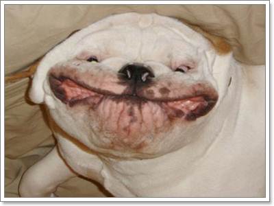 น้องหมาหน้าโหด แต่ยิ้มสวยมาก ^^ | Dogilike.Com