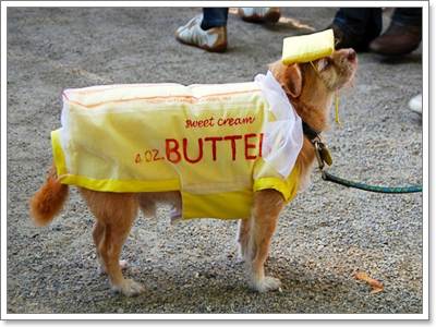 Dogilike.com :: Ὺ�蹪ش������ش���� ^^