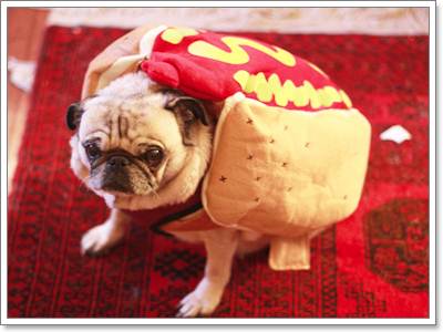 Dogilike.com :: Ὺ�蹪ش������ش���� ^^
