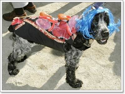 Dogilike.com :: Ὺ�蹪ش������ش���� ^^