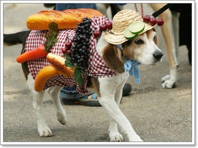 Dogilike.com :: Ὺ�蹪ش������ش���� ^^