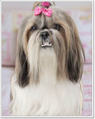 Dogilike.com :: ͧ˹˴ !!!