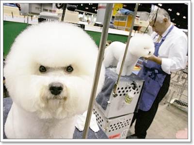 Dogilike.com :: ͧ˹˴ !!!