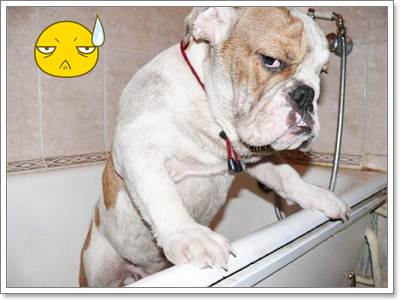 Dogilike.com :: ͧ˹˴ !!!