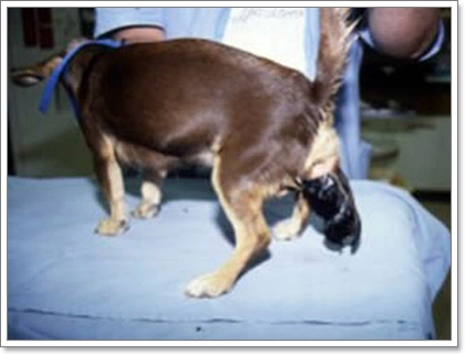 Dogilike.com :: 12 ӶǡѺآҾ 褹ѡعѢʹҡش㹻 2012