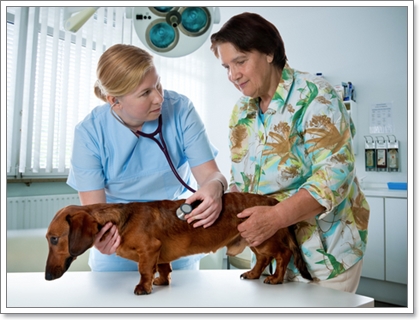 Dogilike.com :: 12 ӶǡѺآҾ 褹ѡعѢʹҡش㹻 2012