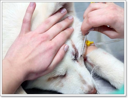 Dogilike.com :: 12 ӶǡѺآҾ 褹ѡعѢʹҡش㹻 2012