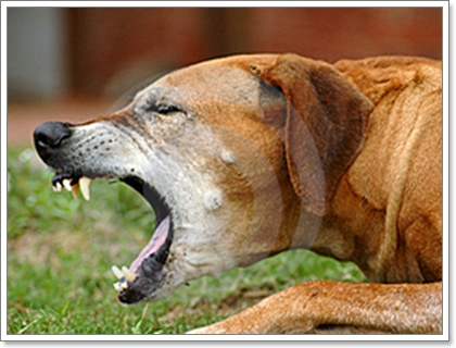 Dogilike.com :: 12 ӶǡѺآҾ 褹ѡعѢʹҡش㹻 2012