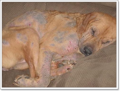 Dogilike.com :: 12 ӶǡѺآҾ 褹ѡعѢʹҡش㹻 2012