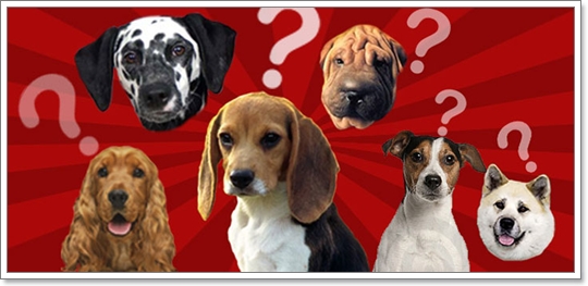 Dogilike.com :: 12 ӶǡѺآҾ 褹ѡعѢʹҡش㹻 2012