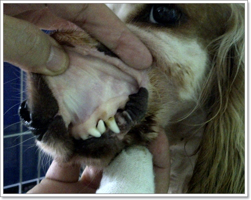 Dogilike.com :: โรคพยาธิในเม็ดเลือด ภัยเงียบที่มากับเห็บ