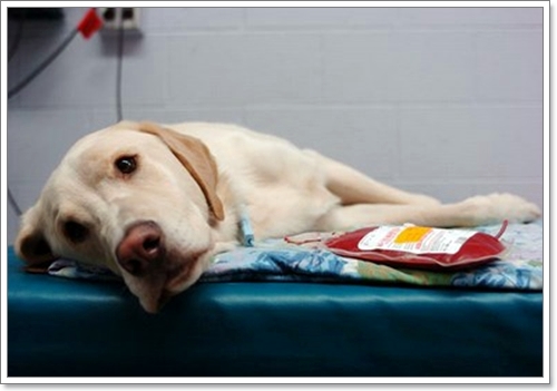 Dogilike.com :: โรคพยาธิในเม็ดเลือด ภัยเงียบที่มากับเห็บ