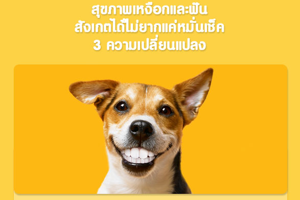 ſѹ عѢ, ˧͡ عѢ, çѹ عѢ, عѢ Ѵѹ,  ഹʵԡ, ྴԡ, Թٹ, ԧ ࿵, ʷշվ, dog smile month