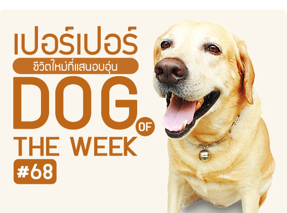 , zaab stories, it\\\'s me, love item, ش, áشʺ, Ѻ§عѢ, dog of the week68 