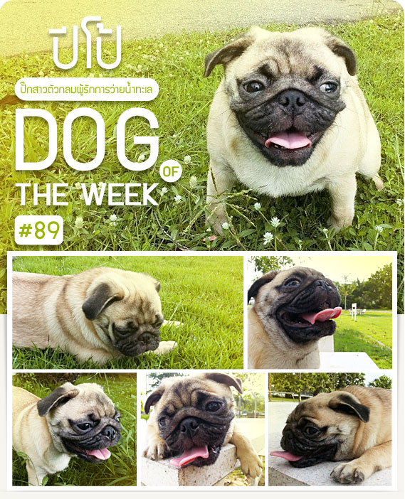 ͧ, عѢ, , ѡ, , ô,  ,˹, ෤Ԥ§, dog of the week 89